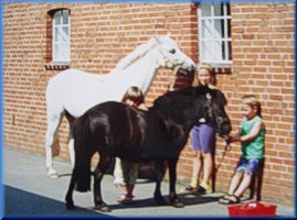 Unsere Ponys werden von Gastkindern sorgfltig fr einen Ritt vorbereitet. 